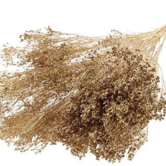 QC Dried Broom Bloom | Colour: Antique Gold | Broom Dried Flowers | Length ± 50 centimetres | Weight 100 grams | Per bunch