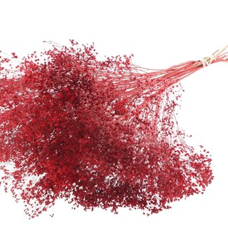 QC Dried Broom Bloom | Colour: Red | Broom Dried Flowers | Length ± 50 centimetres | Weight 100 grams | Per bunch