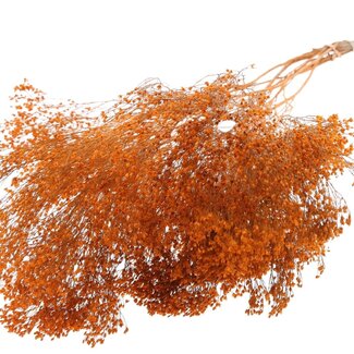 QC Dried Broom Bloom | Colour: Orange | Broom Dried Flowers | Length ± 50 centimetres | Weight 100 grams | Per bunch