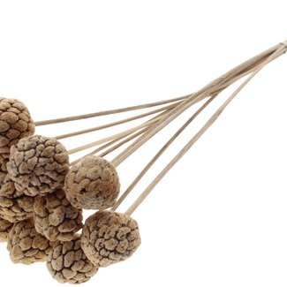 QC Bleached Atta Fruit on stick | Colour: Natural White | Custard Apple Pick | Length ± 50 centimetres | 10 picks per bunch