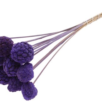QC Bleached Atta Fruit on stick | Colour: Purple | Custard Apple Pick | Length ± 50 centimetres | 10 picks per bunch