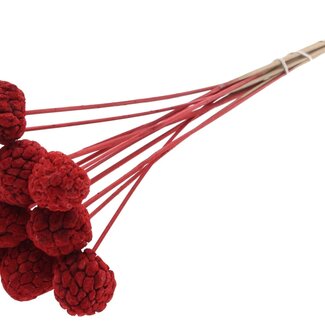 QC Bleached Atta Fruit on stick | Colour: Red | Custard Apple Pick | Length ± 50 centimetres | 10 picks per bunch
