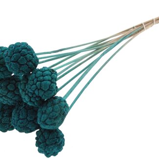 QC Bleached Atta Fruit on stick | Colour: Turquoise | Custard Apple Pick | Length ± 50 centimetres | 10 picks per bunch