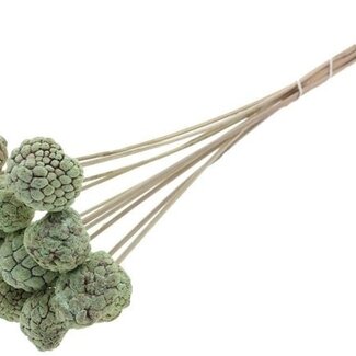 QC Bleached Atta Fruit on stick | Colour: Frosted Mint Green | Custard Apple Pick | Length ± 50 centimetres | 10 picks per bunch