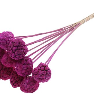 QC Bleached Atta Fruit on stick | Colour: Lilac | Custard Apple Pick | Length ± 50 centimetres | 10 picks per bunch