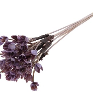 QC Bakuli on a stick | Colour: Milka purple | Beech Nut Seed Pod Pick | Length ± 50 centimetres | 10 picks per bunch