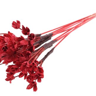 QC Bakuli on stick | Colour: Red | Beech Nut Seed Pod Pick | Length ± 50 centimetres | 10 picks per bunch