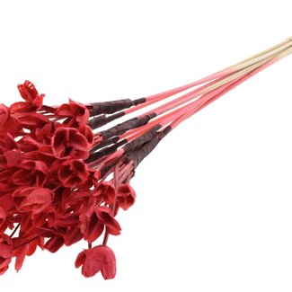 QC Bowls on stick | Colour: Coral | Beech Nut Seed Pod Pick | Length ± 50 centimetres | 10 picks per bunch