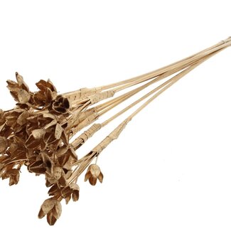 QC Bowls on Stick | Colour: Antique Gold | Beech Nut Seed Pod Insert | Length ± 50 centimetres | 10 inserts per bunch