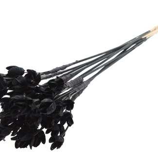 QC Bakuli on stick | Colour: Black | Beech Nut Seed Pod Stem | Length ± 50 centimetres | 10 stems per bunch