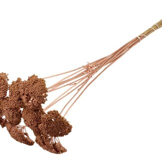 QC Dried Yarrow | Colour: Copper-coloured | Achillea Dried Flowers | Diameter ± 2 - 4 centimetres | Length ± 60 centimetres | 15 stems per bunch | Per bunch