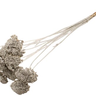 QC Dried Yarrow | Colour: Platinum | Achillea Dried Flowers | Diameter ± 2 - 4 centimetres | Length ± 60 centimetres | 15 stems per bunch | Per bunch