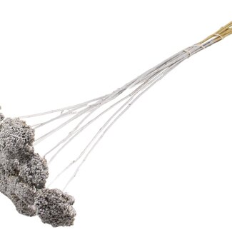 QC Dried Yarrow | Colour: Silver | Achillea Dried Flowers | Diameter ± 2 - 4 centimetres | Length ± 60 centimetres | 15 stems per bunch | Per bunch