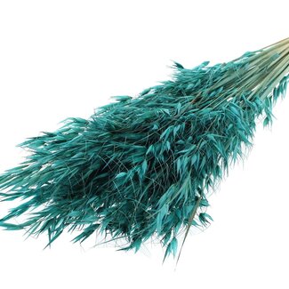 QC Getrockneter Wilder Hafer | Farbe: Türkis | Wilde Avena Trockenblumen | Länge ± 70 Zentimeter | Gewicht 100 Gramm | Pro Bund