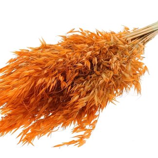 QC Getrockneter Wilder Hafer | Farbe: Orange | Wilde Avena Trockenblumen | Länge ± 70 Zentimeter | Gewicht 100 Gramm | Pro Bund