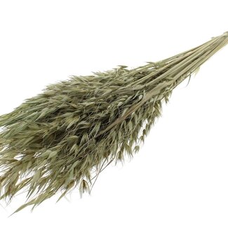 QC Dried Wild Oats | Colour: Olive Green | Wild Avena Dried Flowers | Length ± 70 centimetres | Weight 100 grams | Per bunch