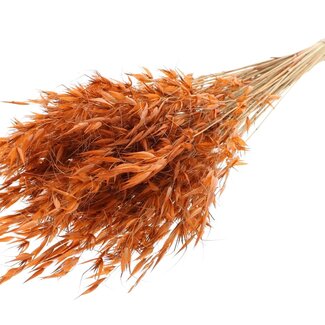QC Getrockneter Wilder Hafer | Farbe: Terrakotta | Wilde Avena Trockenblumen | Länge ± 70 Zentimeter | Gewicht 100 Gramm | Pro Bund