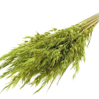 QC Getrockneter Wilder Hafer | Farbe: Hellgrün | Wilde Avena Trockenblumen | Länge ± 70 Zentimeter | Gewicht 100 Gramm | Pro Bund