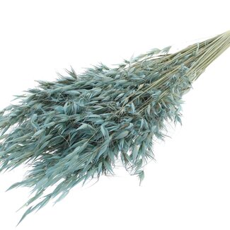 QC Getrockneter Wilder Hafer | Farbe: Frosted Hellblau | Wilde Avena Trockenblumen | Länge ± 70 Zentimeter | Gewicht 100 Gramm | Pro Bund