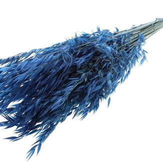 QC Dried Wild Oats | Colour: Blue | Wild Avena Dried Flowers | Length ± 70 centimetres | Weight 100 grams | Per bunch