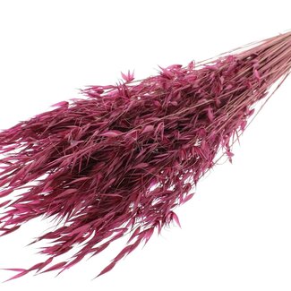 QC Dried Wild Oats | Colour: Burgundy | Wild Avena Dried Flowers | Length ± 70 centimetres | Weight 100 grams | Per bunch