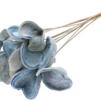 QC Bleached Badam on stick | Colour: Light blue | Length of stick ± 50 centimetres | 10 sticks per bunch