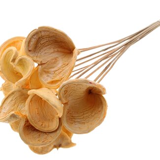 QC Bleached Badam on stick | Colour: Salmon-coloured | Length of stick approx. 50 centimetres | 10 sticks per bunch