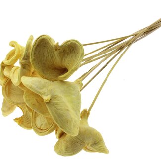 QC Bleached Badam on stick | Colour: Yellow | Length of stick ± 50 centimetres | 10 sticks per bunch