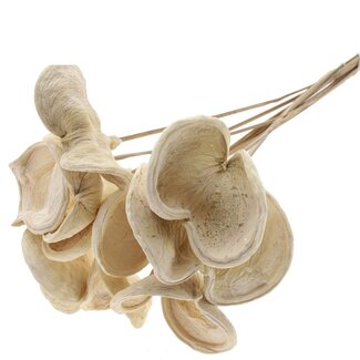 QC Bleached Badam on stick | Colour: White | Length of stick approximately 50 centimetres | 10 sticks per bunch