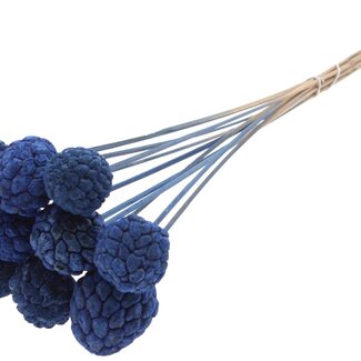 QC Bleached Atta Fruit on stick | Colour: Blue | Custard Apple Pick | Length ± 50 centimetres | 10 picks per bunch