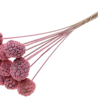 QC Bleached Atta Fruit on stick | Colour: Frosted Pink | Custard Apple Pick | Length ± 50 centimetres | 10 picks per bunch