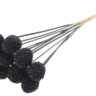 QC Bleached Atta Fruit on stick | Colour: Black | Custard Apple Pick | Length ± 50 centimetres | 10 picks per bunch