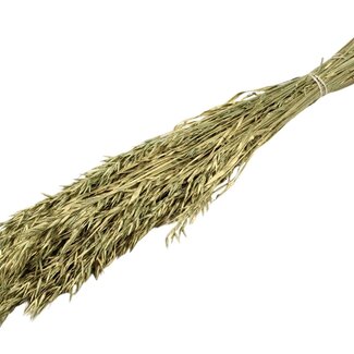 QC Dried Oats | Colour: Dark Green | Avena Dried Flowers | Length ± 60 centimetres | Weight 250 grams | Per bunch