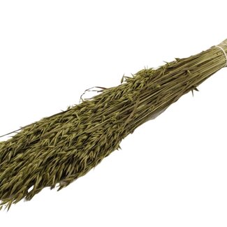 QC Dried Oats | Colour: Olive Green | Avena Dried Flowers | Length ± 60 centimetres | Weight 250 grams | Per bunch