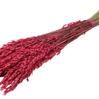 QC Dried Oats | Colour: Cherry-coloured | Avena Dried Flowers | Length ± 60 centimetres | Weight 250 grams | Per bunch