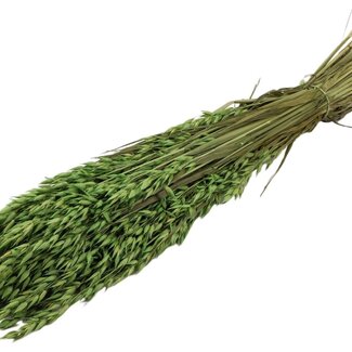QC Dried Oats | Colour: Light Green | Avena Dried Flowers | Length ± 60 centimetres | Weight 250 grams | Per bunch