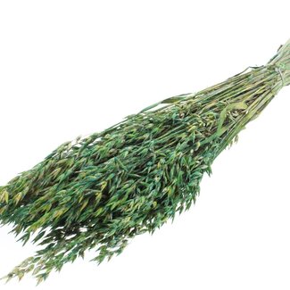 QC Dried Oats | Colour: Multicoloured Green | Avena Dried Flowers | Length ± 60 centimetres | Weight 250 grams | Per bunch