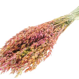 QC Dried Oats | Colour: Multicoloured Cherry | Avena Dried Flowers | Length ± 60 centimetres | Weight 250 grams | Per bunch