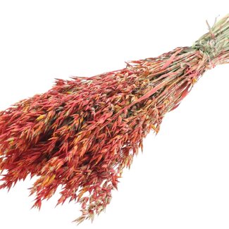 QC Dried Oats | Colour: Multicoloured Red | Avena Dried Flowers | Length ± 60 centimetres | Weight 250 grams | Per bunch