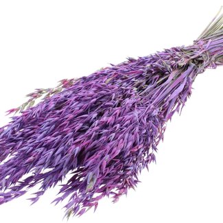 QC Dried Oats | Colour: Multicoloured Milka Purple | Avena Dried Flowers | Length ± 60 centimetres | Weight 250 grams | Per bunch