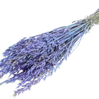 QC Dried Oats | Colour: Multicoloured Light Blue | Avena Dried Flowers | Length ± 60 centimetres | Weight 250 grams | Per bunch