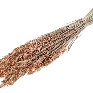 QC Dried Oats | Colour: Pearl Orange | Avena Dried Flowers | Length ± 60 centimetres | Weight 250 grams | Per bunch