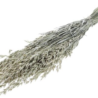 QC Getrockneter Hafer | Farbe: Perlenweiß | Avena Trockenblumen | Länge ± 60 Zentimeter | Gewicht 250 Gramm | Pro Bund
