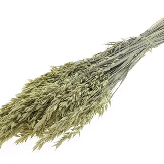 QC Getrockneter Hafer | Farbe: Frosted Hellgelb | Avena Trockenblumen | Länge ± 60 Zentimeter | Gewicht 250 Gramm | Pro Bund