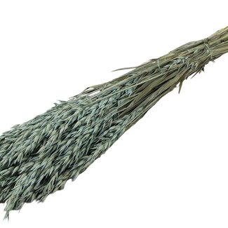QC Dried Oats | Colour: Frosted Light Blue | Avena Dried Flowers | Length ± 60 centimetres | Weight 250 grams | Per bunch