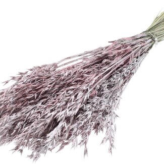 QC Dried Oats | Colour: Champagne with Glitter | Avena Dried Flowers | Length ± 60 centimetres | Weight 250 grams | Per bunch