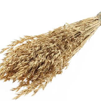 QC Getrockneter Hafer | Farbe: Goldfarben mit Glitzer | Avena Trockenblumen | Länge ± 60 Zentimeter | Gewicht 250 Gramm | Pro Bund
