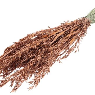 QC Dried Oats | Colour: Copper with Glitter | Avena Dried Flowers | Length ± 60 centimetres | Weight 250 grams | Per bunch