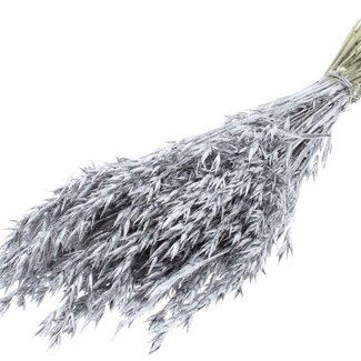 QC Dried Oats | Colour: Silver with Glitter | Avena Dried Flowers | Length ± 60 centimetres | Weight 250 grams | Per bunch