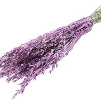 QC Getrockneter Hafer | Farbe: Metallic Rosa mit Glitzer | Avena Trockenblumen | Länge ± 60 Zentimeter | Gewicht 250 Gramm | Pro Bund